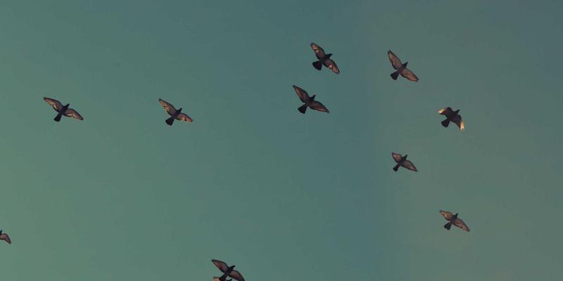 工具实战教程：手把手教你操作